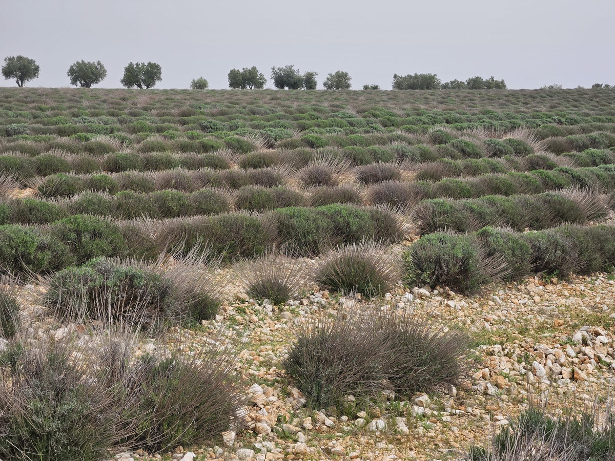 Visita a los campos de lavandin.